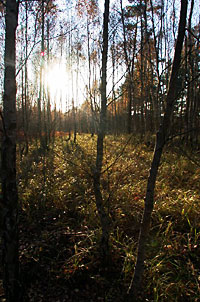 Brandenburger Herbstwald