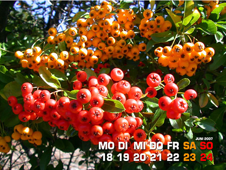 Vogelbeeren