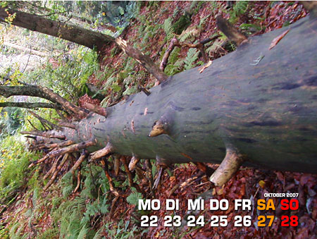 Gut Holz